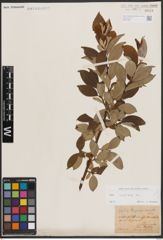 Foto von Salix caprea L.